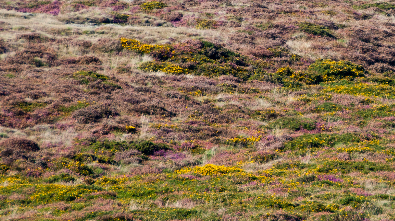 Heather Is Worth Avoiding